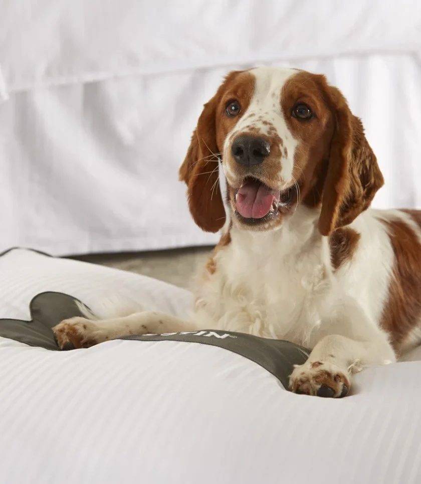 A happy brown and white dog lies on a large, white cushioned dog bed with a paw-shaped pillow, indoors near a bed with white linens.